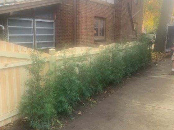 American Pillar arborvitae installation in Oakland or Macomb County