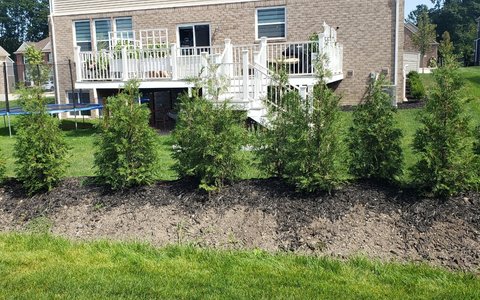 American Pillar Arborvitae