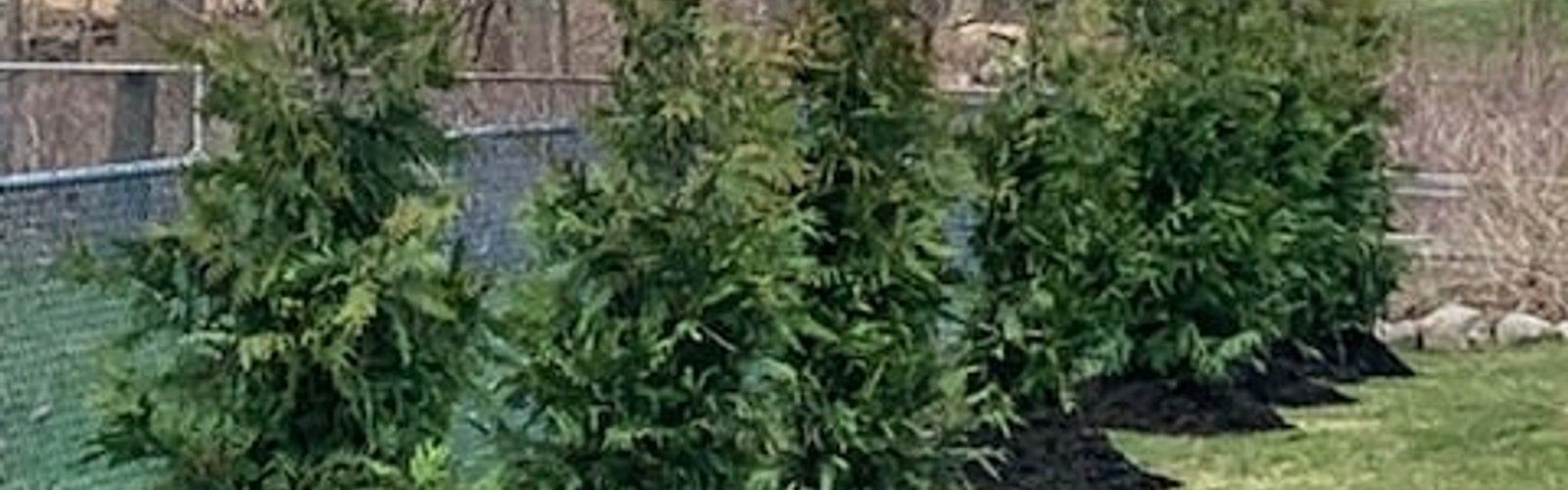 Healthy established arborvitae privacy hedge in Michigan