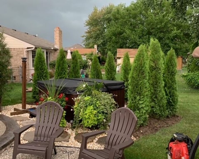 Emerald Green arborvitae privacy screen installed in Oakland or Macomb County