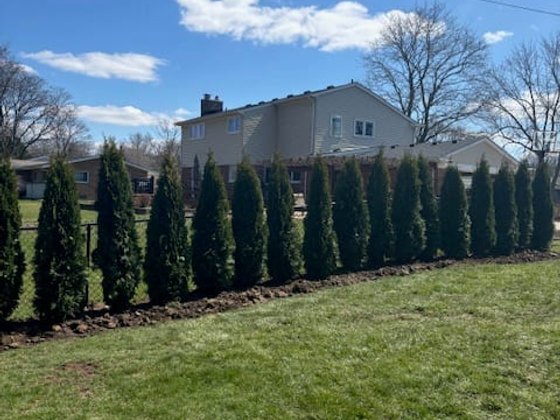 Emerald Green arborvitae installation in Oakland or Macomb County