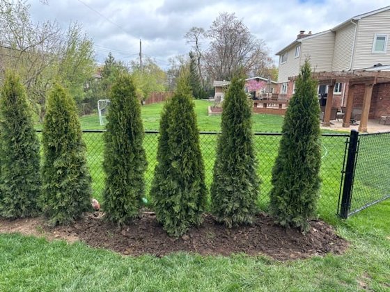 Emerald Green arborvitae installation in Oakland or Macomb County