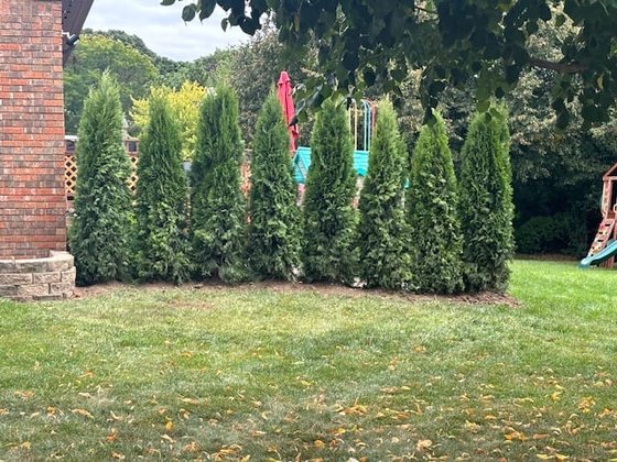 Emerald Green arborvitae installation in Oakland or Macomb County