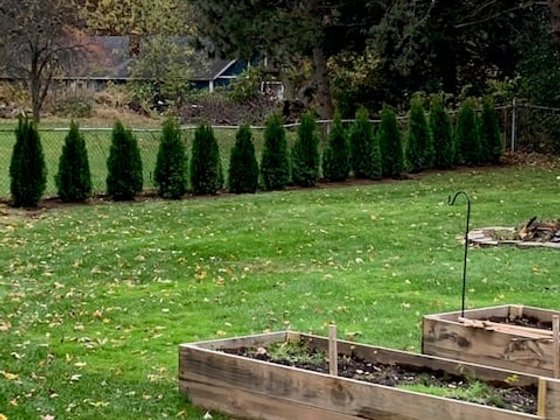 Emerald Green arborvitae installation in Oakland or Macomb County