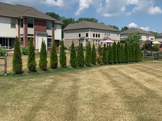 Emerald Green arborvitae installation in Oakland or Macomb County