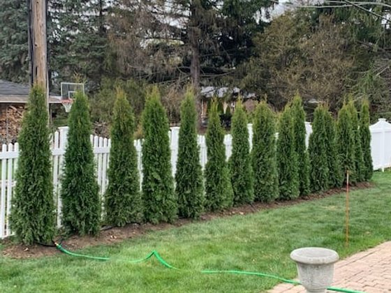 Emerald Green arborvitae installation in Oakland or Macomb County