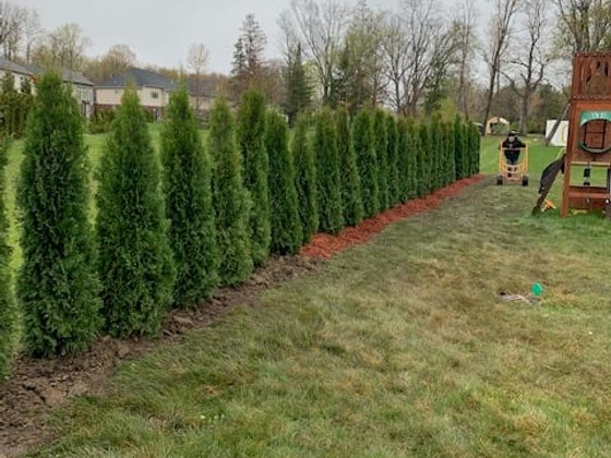 Emerald Green arborvitae installation in Oakland or Macomb County