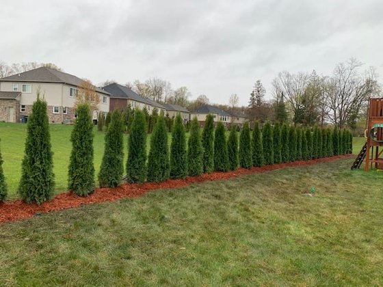 Emerald Green arborvitae installation in Oakland or Macomb County
