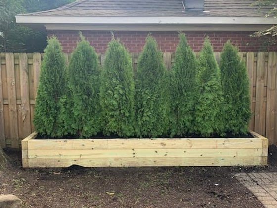 Emerald Green arborvitae installation in Oakland or Macomb County