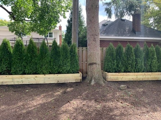 Emerald Green arborvitae installation in Oakland or Macomb County