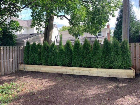 Emerald Green arborvitae installation in Oakland or Macomb County