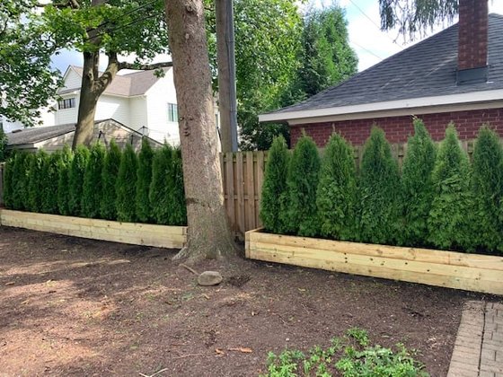 Emerald Green arborvitae installation in Oakland or Macomb County