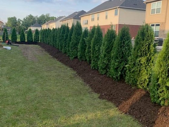 Emerald Green arborvitae installation in Oakland or Macomb County