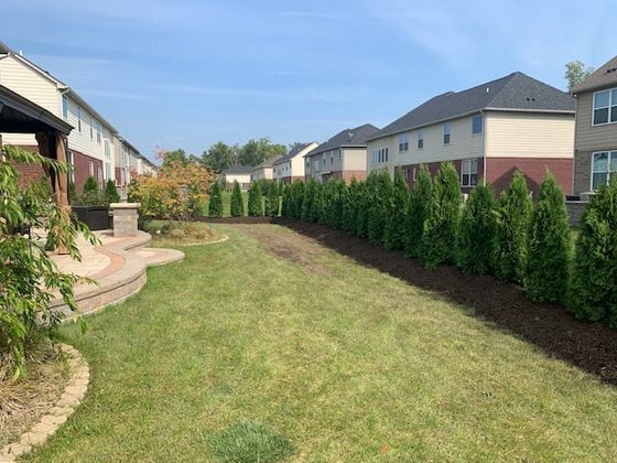Emerald Green arborvitae installation in Oakland or Macomb County