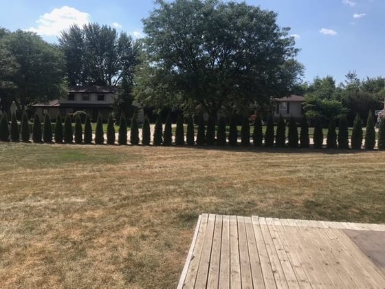 Emerald Green arborvitae installation in Oakland or Macomb County