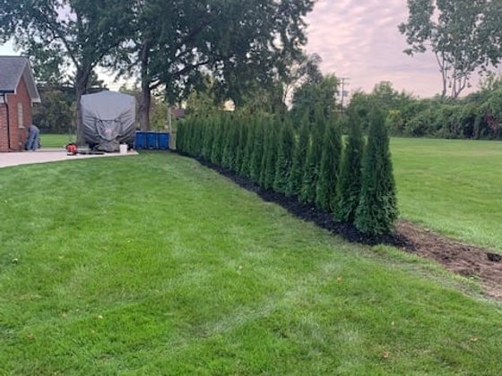 Emerald Green arborvitae installation in Oakland or Macomb County