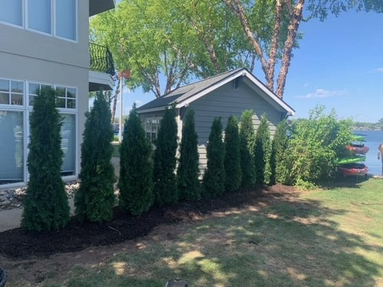 Emerald Green arborvitae installation in Oakland or Macomb County