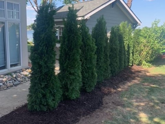Emerald Green arborvitae installation in Oakland or Macomb County