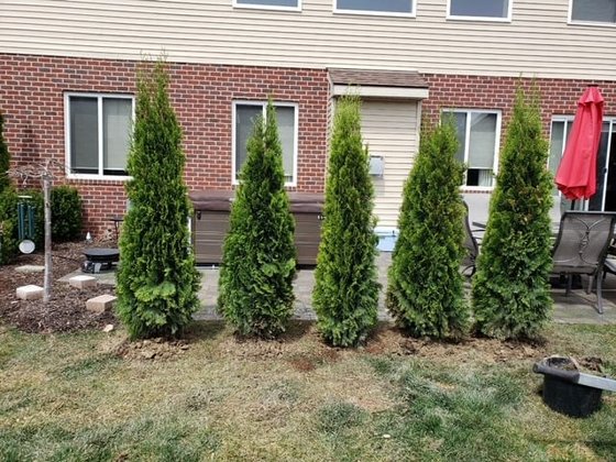 Emerald Green arborvitae installation in Oakland or Macomb County