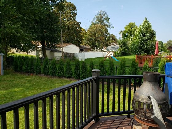 Emerald Green arborvitae installation in Oakland or Macomb County