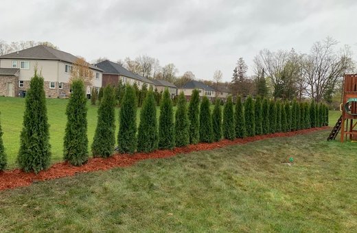 Emerald Green Arborvitae