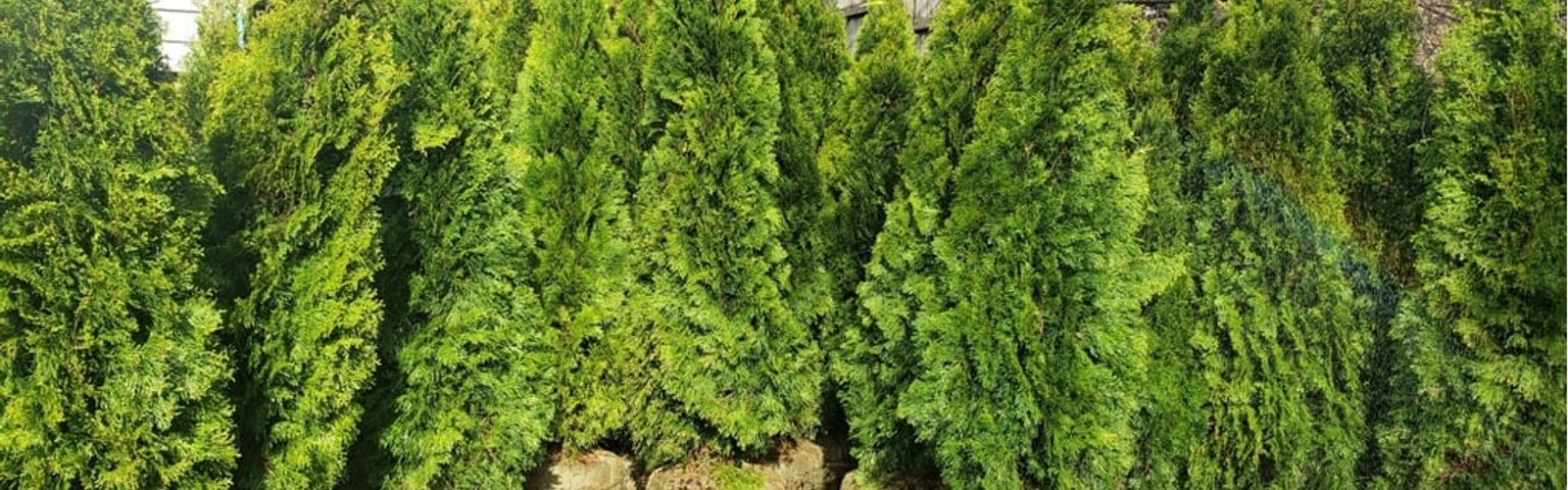 Completed arborvitae installation