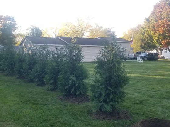Green Giant arborvitae installation in Oakland or Macomb County
