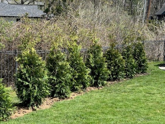 Green Giant arborvitae installation in Oakland or Macomb County