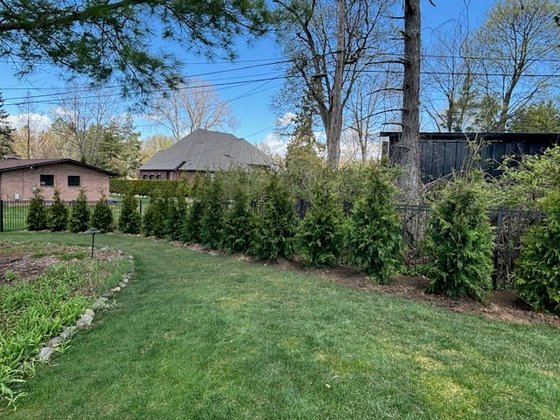 Green Giant arborvitae installation in Oakland or Macomb County