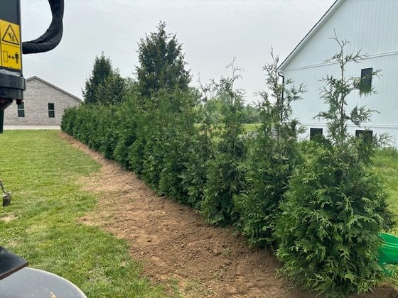 Green Giant arborvitae installation in Oakland or Macomb County