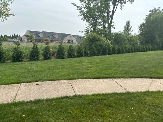 Green Giant arborvitae installation in Oakland or Macomb County
