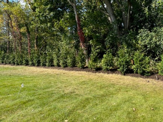 Green Giant arborvitae installation in Oakland or Macomb County