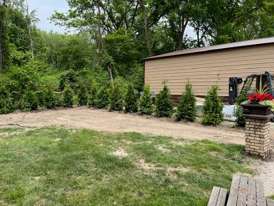 Green Giant arborvitae installation in Oakland or Macomb County
