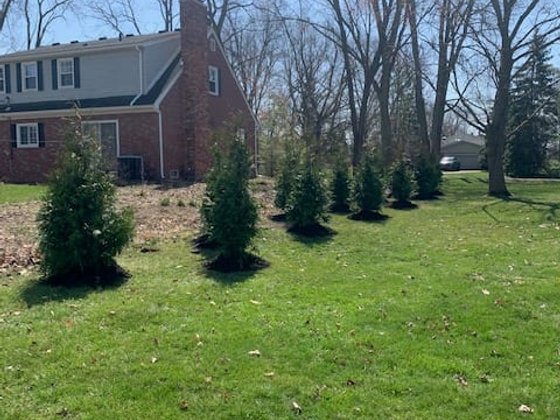 Green Giant arborvitae installation in Oakland or Macomb County