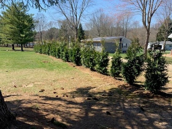 Green Giant arborvitae installation in Oakland or Macomb County