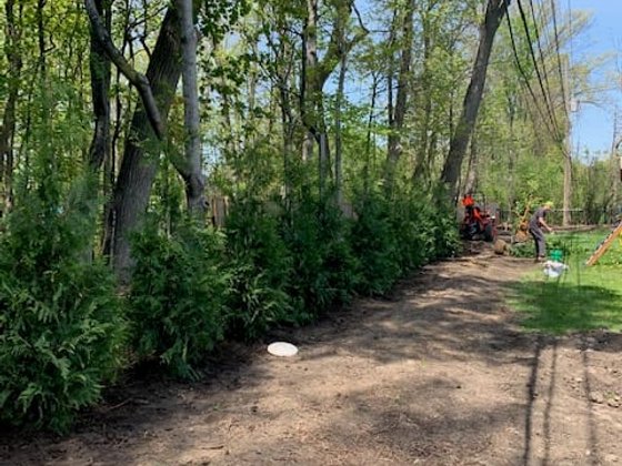Green Giant arborvitae installation in Oakland or Macomb County