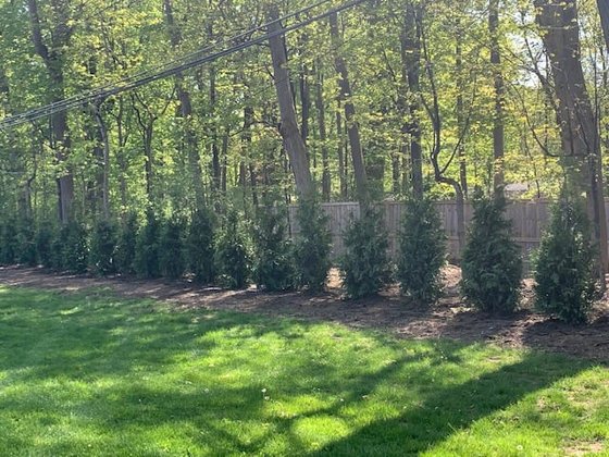 Green Giant arborvitae installation in Oakland or Macomb County