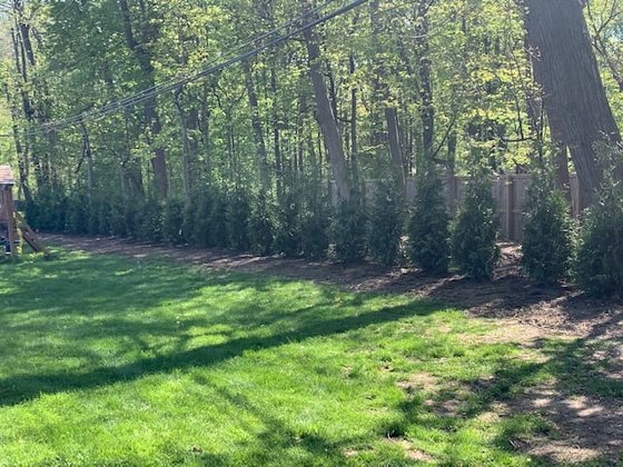 Green Giant arborvitae installation in Oakland or Macomb County