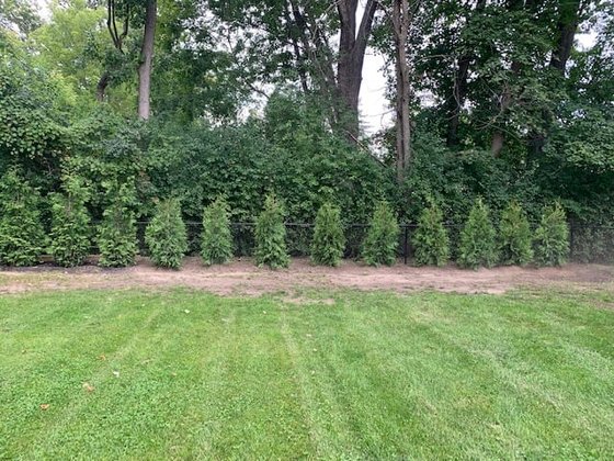 Green Giant arborvitae installation in Oakland or Macomb County