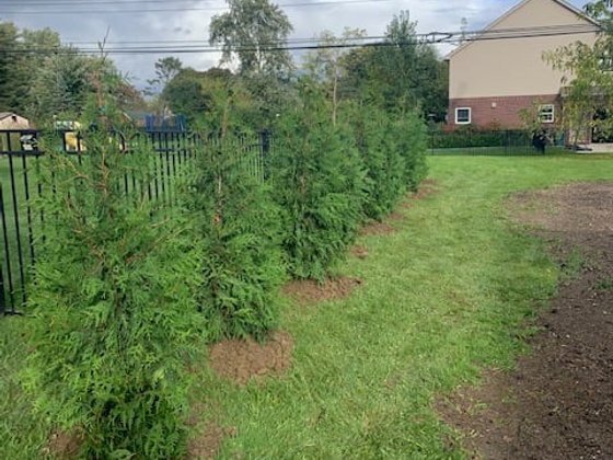 Green Giant arborvitae installation in Oakland or Macomb County