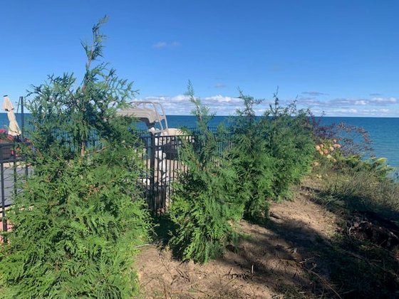 Green Giant arborvitae installation in Oakland or Macomb County