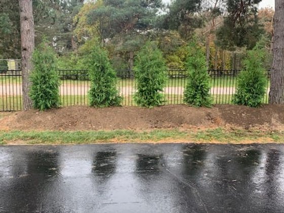 Green Giant arborvitae installation in Oakland or Macomb County