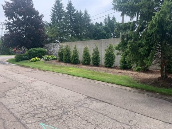 Green Giant arborvitae installation in Oakland or Macomb County