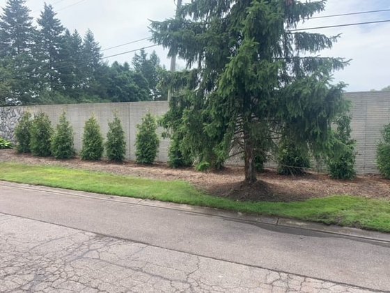 Green Giant arborvitae installation in Oakland or Macomb County