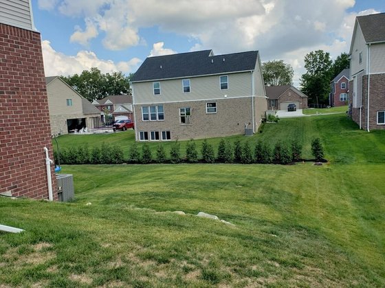 Green Giant arborvitae installation in Oakland or Macomb County