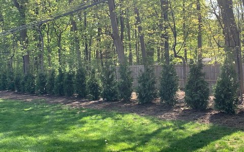 Green Giant Arborvitae